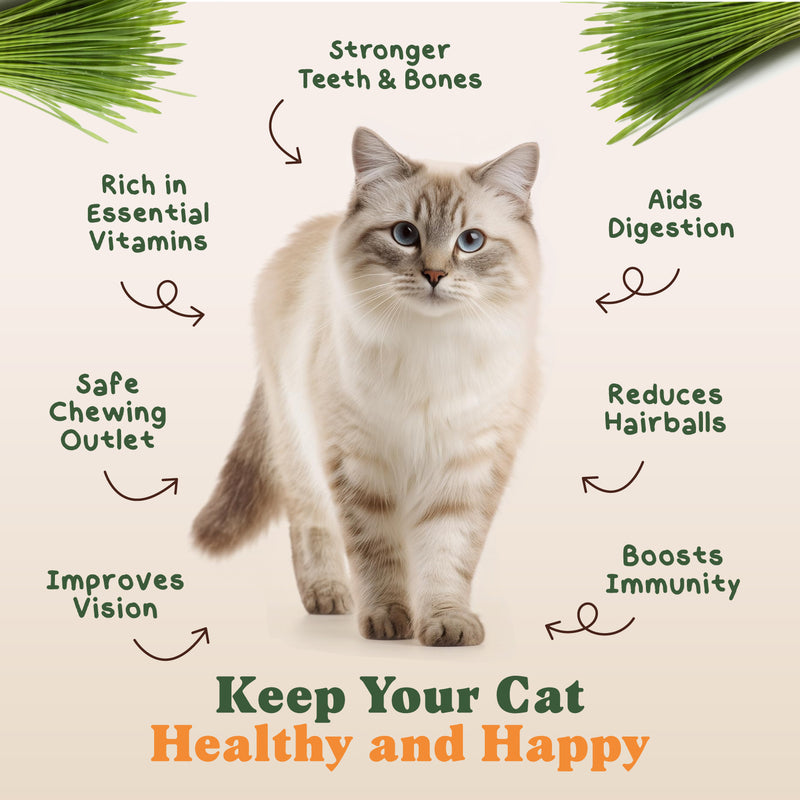 Organic Cat Grass Seeds