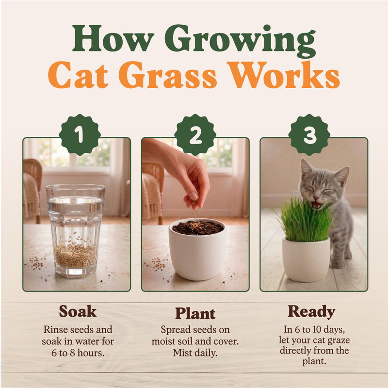 Organic Cat Grass Seeds