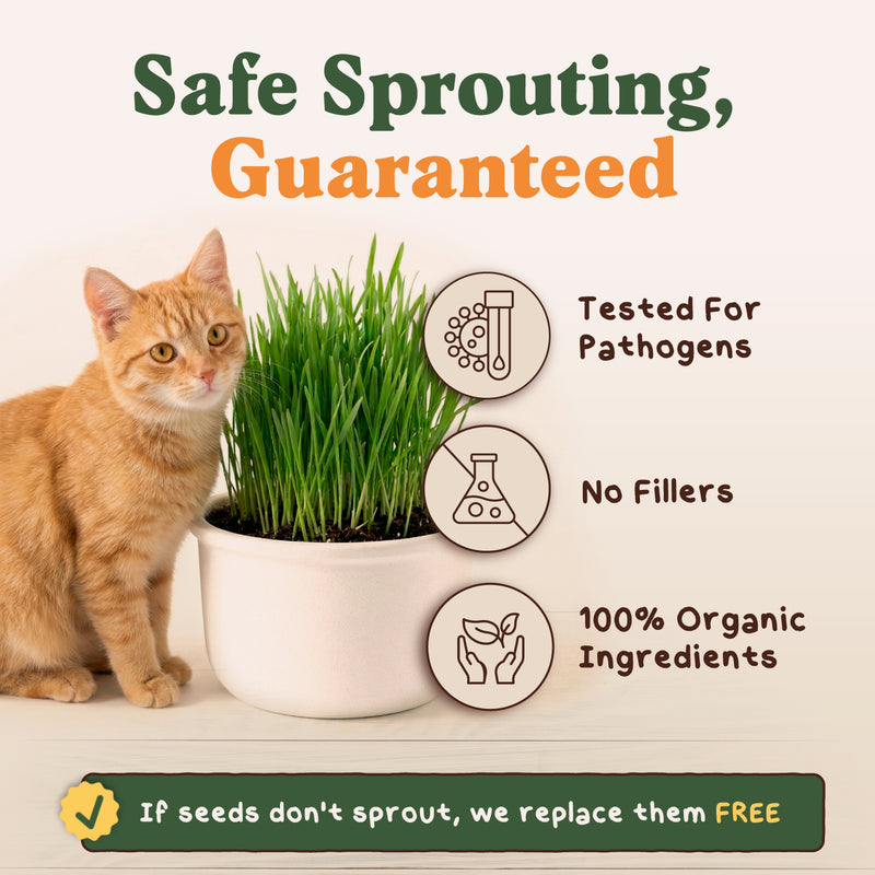 Organic Cat Grass Seeds