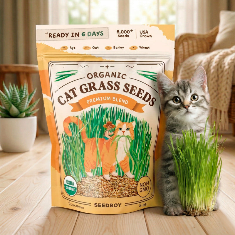 Organic Cat Grass Seeds