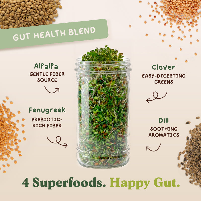 Essential Bundle - Salad, Superfood, Broccoli & Gut Health - Organic Sprouting Seeds, Four 8 oz Bag