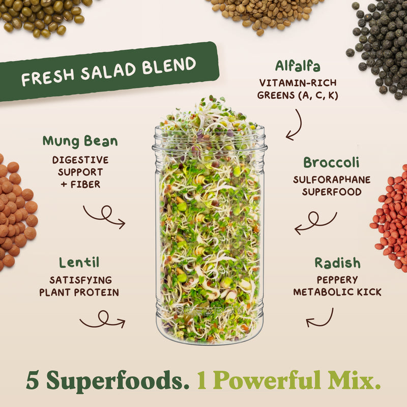 Everyday Bundle - Salad & Superfood Sprouting Seeds, Two 8 oz Bags
