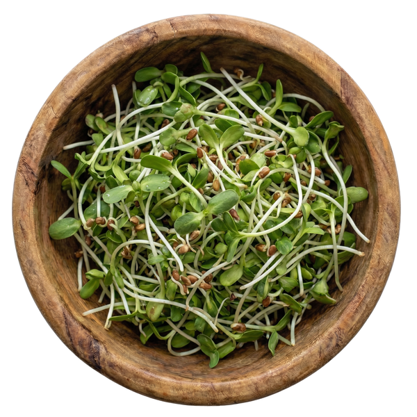 Gut Health Blend Sprouting Seeds, Organic & Non-GMO - 8 oz Bag sprout mix