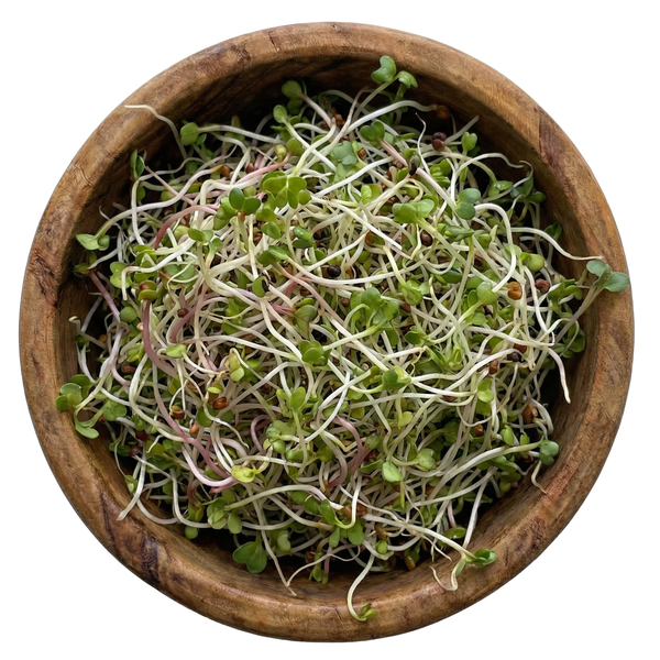 Immunity Blend Sprouting Seeds, Organic & Non-GMO - 8 oz Bag sprout mix