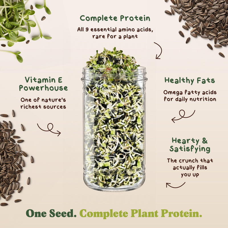 Sunflower Microgreens Seeds, Organic & Non-GMO - 8 oz Bag