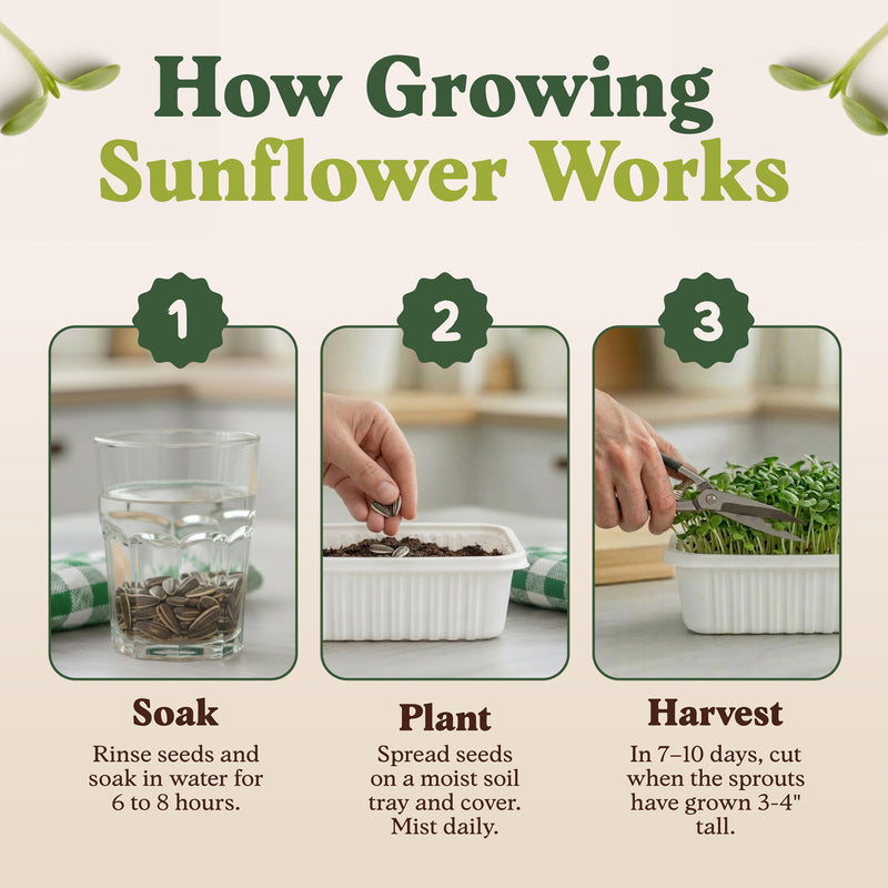 Sunflower Microgreens Seeds, Organic & Non-GMO - 8 oz Bag