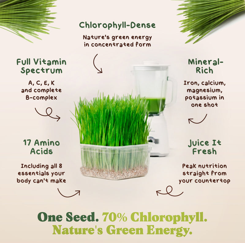 Wheatgrass Sprouting Seeds, Organic & Non-GMO - 8 oz Bag