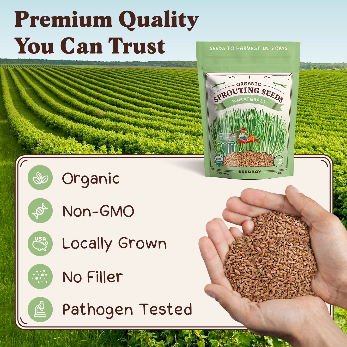 Wheatgrass Sprouting Seeds, Organic & Non-GMO – 8 oz Bag