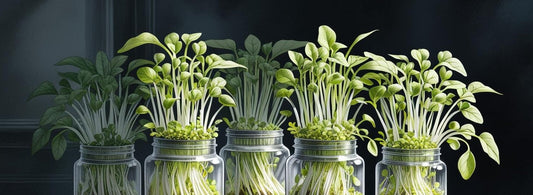 Sprouting Seeds in Sprouting Jars