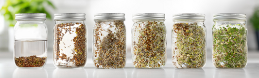 Stages of Sprout Growth in Sprouting Jar