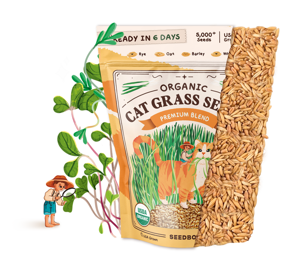 Organic Cat Grass Seeds