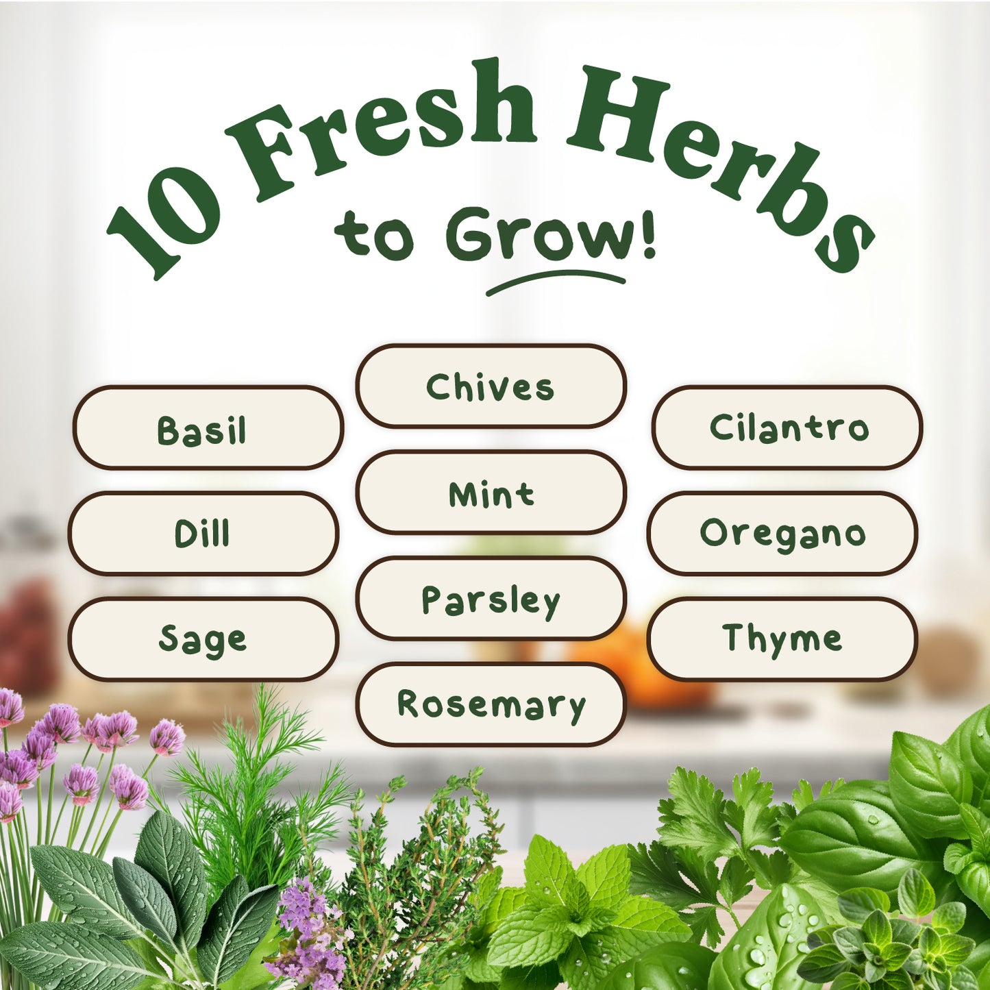 Ten Organic Non-GMO Herb Seed Variety Pack