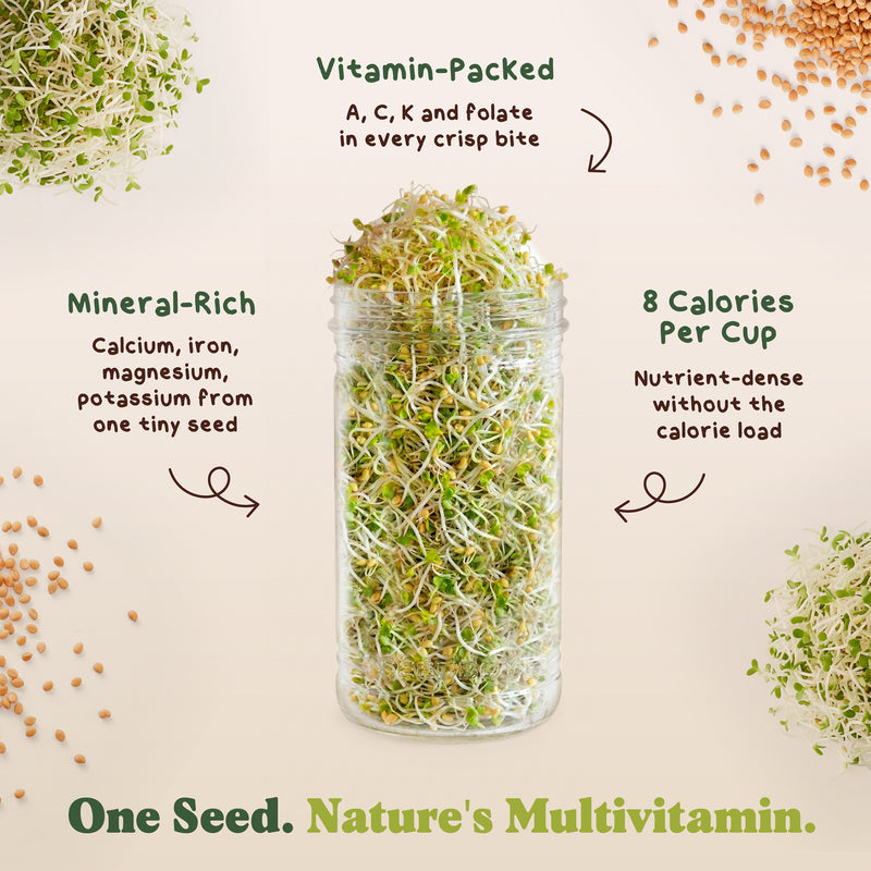 Alfalfa Sprouting Seeds, Organic & Non-GMO - 8 oz Bag