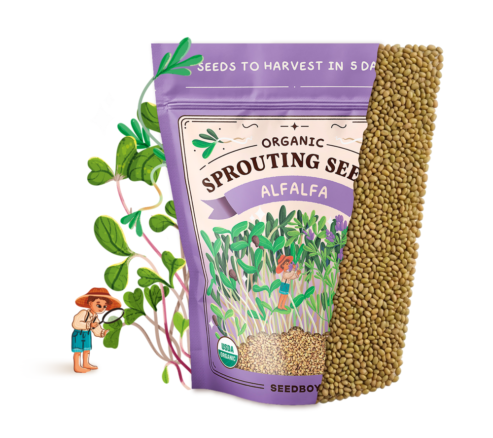 Alfalfa Sprouting Seeds, Organic & Non-GMO - 8 oz Bag