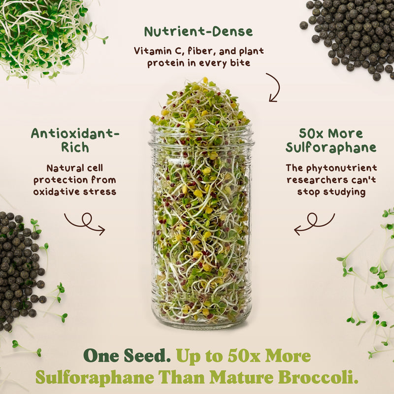 Broccoli Sprouting Seeds, Organic & Non-GMO - 8 oz Bag
