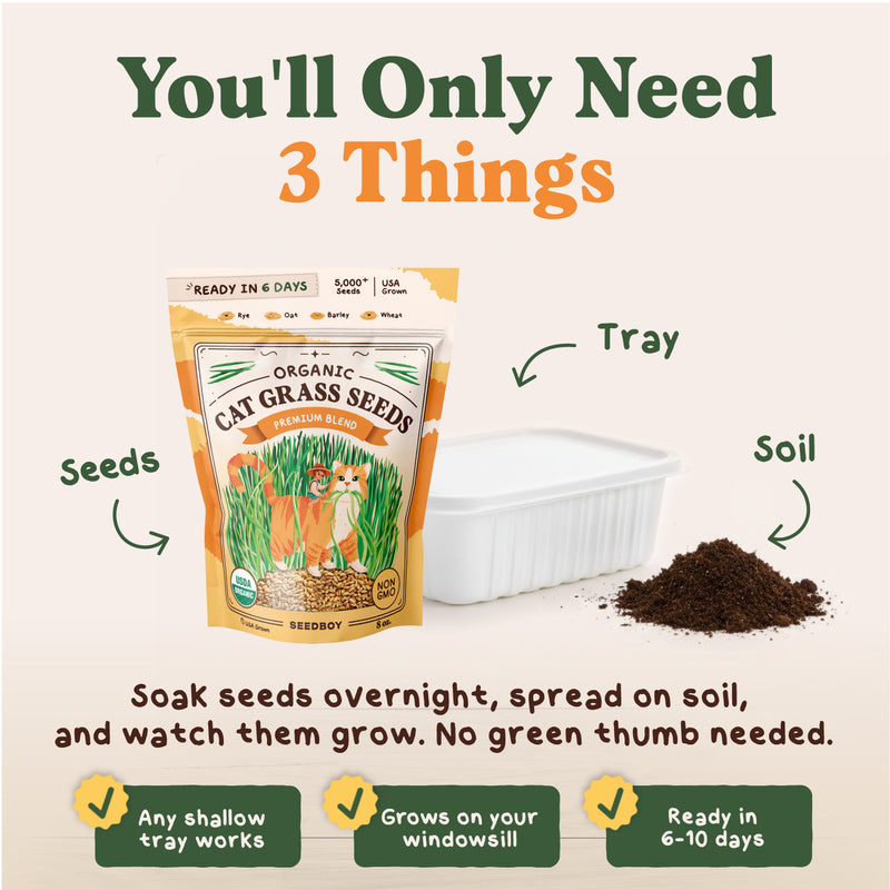 Organic Cat Grass Seeds