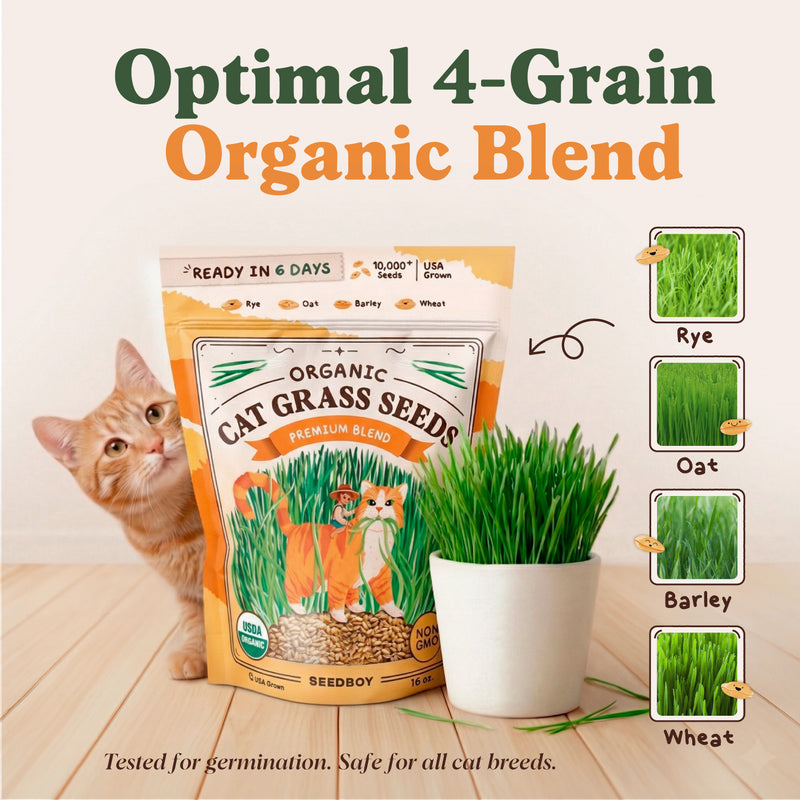 Organic Cat Grass Seeds