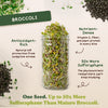 Essential Bundle - Salad, Superfood, Broccoli & Gut Health - Organic Sprouting Seeds, Four 8 oz Bag