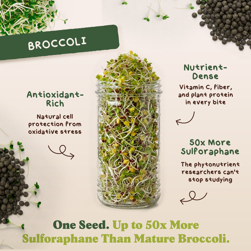 Essential Bundle - Salad, Superfood, Broccoli & Gut Health - Organic Sprouting Seeds, Four 8 oz Bag