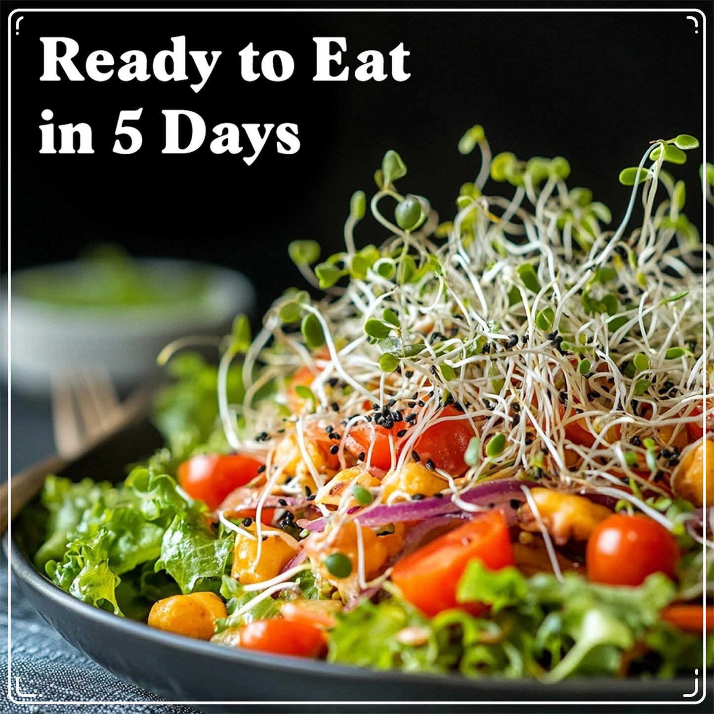 Immunity Blend Sprouting Seeds, Organic & Non-GMO  – 8 oz Bag