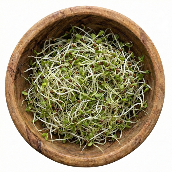 Longevity Blend Sprouting Seeds, Organic & Non-GMO - 8 oz Bag sprout mix