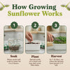 Sunflower Microgreens Seeds, Organic & Non-GMO - 8 oz Bag