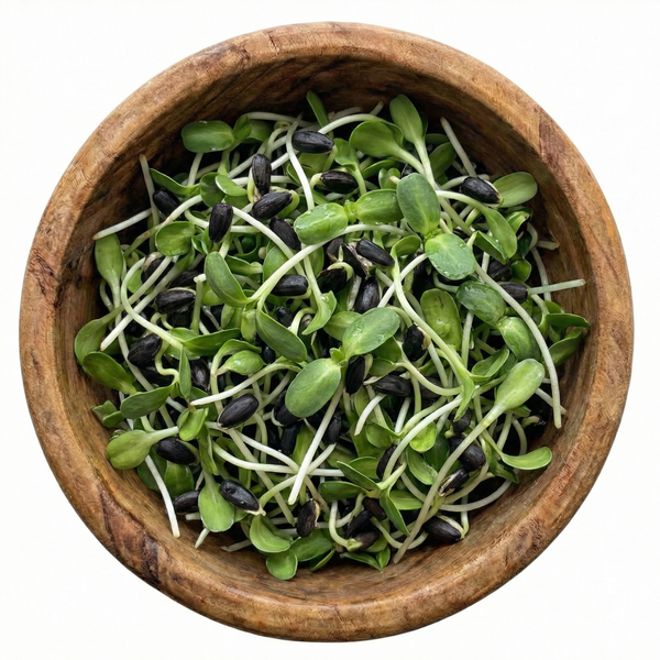 Sunflower Microgreens Seeds, Organic & Non-GMO - 8 oz Bag