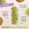 Salad Toppers - Salad Blend, Radish, Broccoli & Alfalfa Sprouting Seeds, Four 8 oz Bags