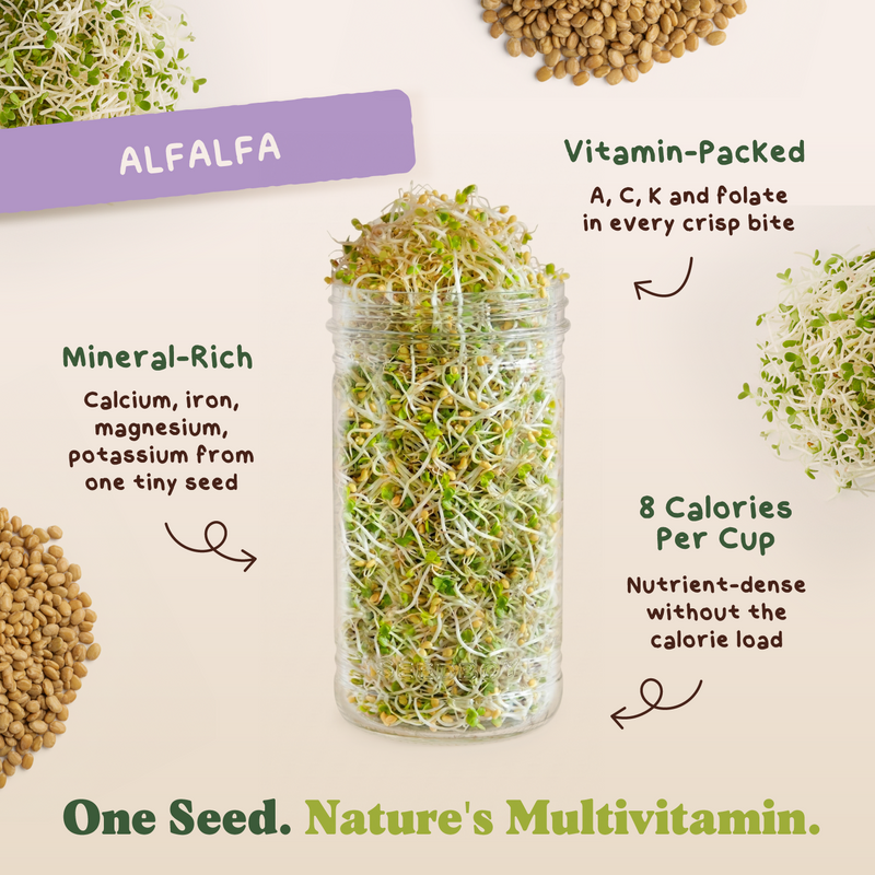 Salad Toppers - Salad Blend, Radish, Broccoli & Alfalfa Sprouting Seeds, Four 8 oz Bags