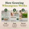 Wheatgrass Sprouting Seeds, Organic & Non-GMO - 8 oz Bag