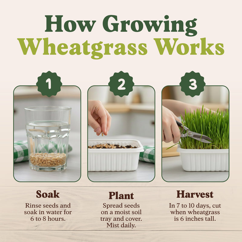 Wheatgrass Sprouting Seeds, Organic & Non-GMO - 8 oz Bag