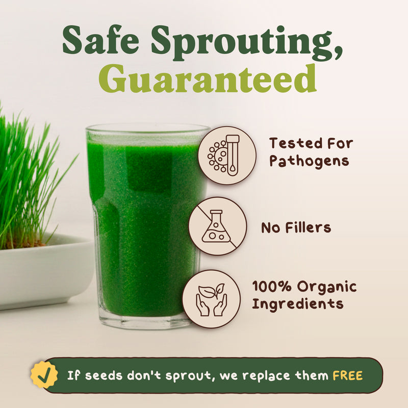 Wheatgrass Sprouting Seeds, Organic & Non-GMO - 8 oz Bag