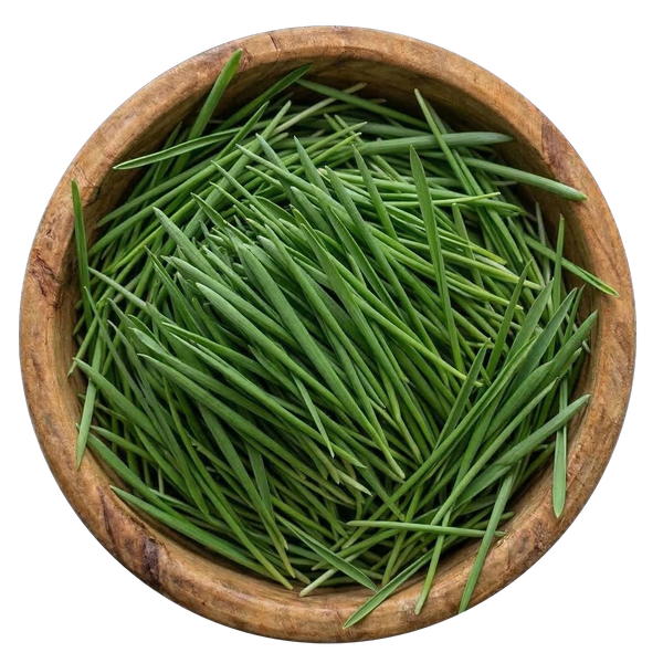 Wheatgrass Sprouting Seeds, Organic & Non-GMO - 8 oz Bag