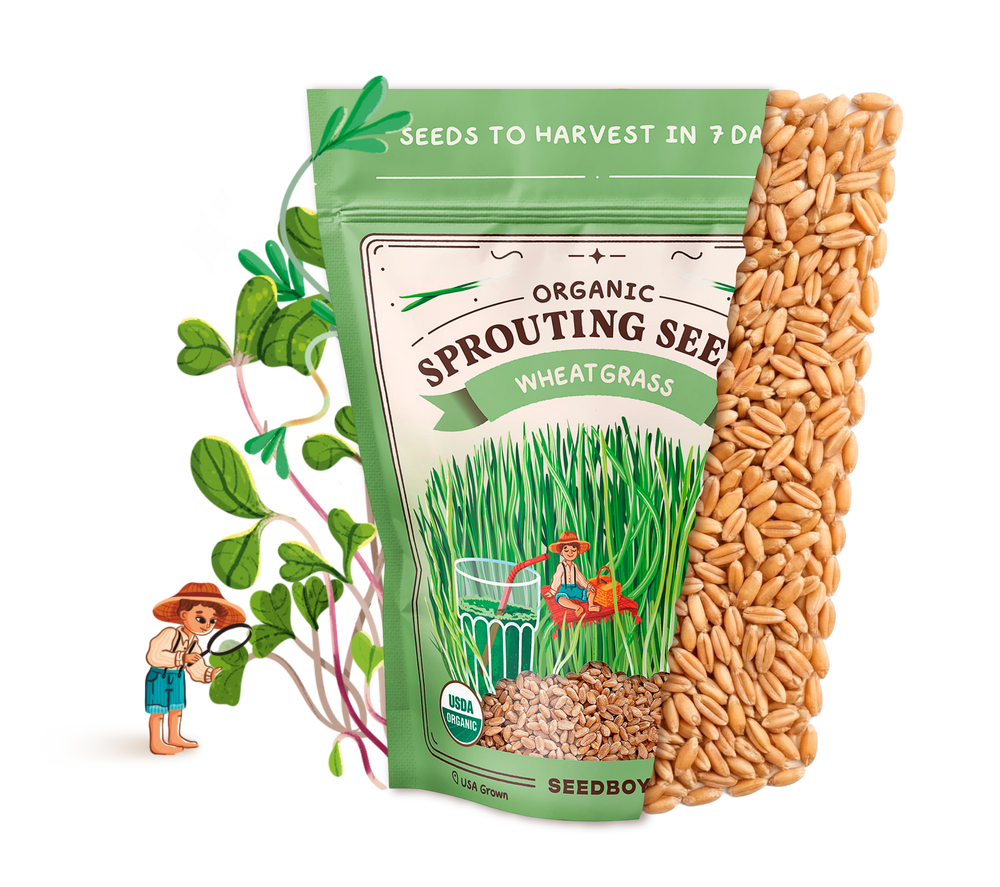 Wheatgrass Sprouting Seeds, Organic & Non-GMO - 8 oz Bag