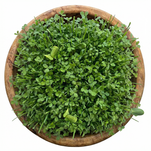 Golden Yolk Blend - Organic, Non-GMO Microgreens Seeds, 8 oz sprout mix