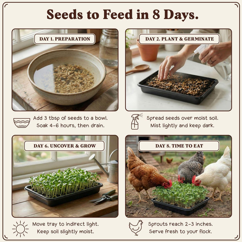 Golden Yolk Blend - Organic, Non-GMO Microgreens Seeds, 8 oz