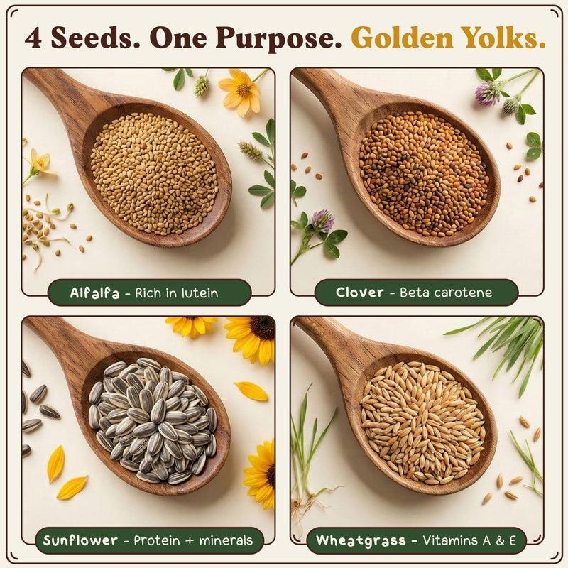 Golden Yolk Blend - Organic, Non-GMO Microgreens Seeds, 8 oz