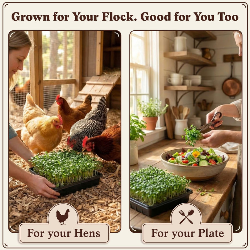 Golden Yolk Blend - Organic, Non-GMO Microgreens Seeds, 8 oz