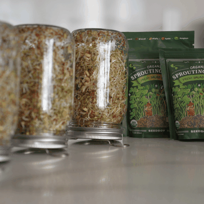 Harvest and enjoy fresh sprouts