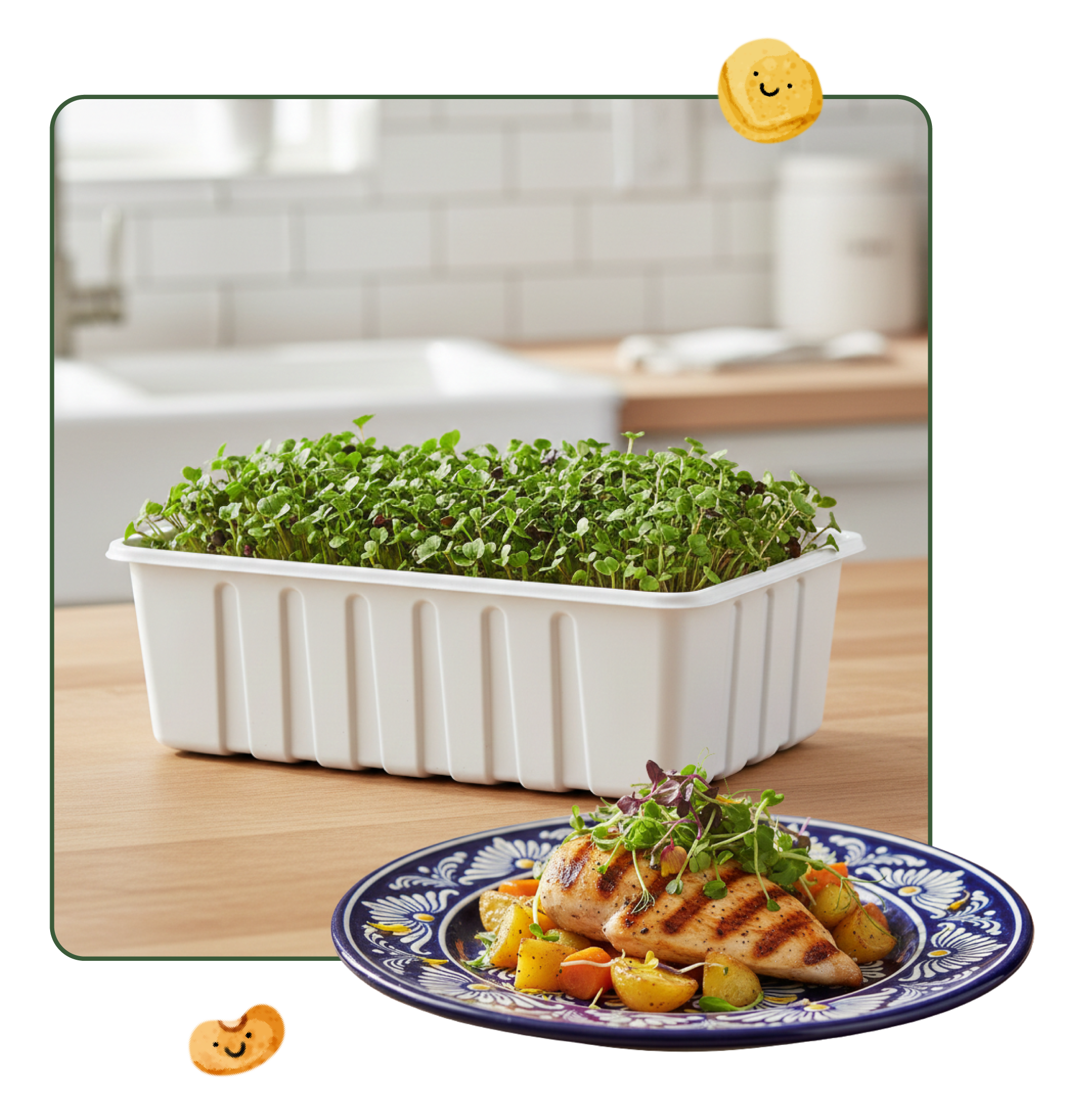 Fresh Fresh Salad Blend Sprouting Seeds, Organic & Non-GMO - 8 oz Bag microgreens