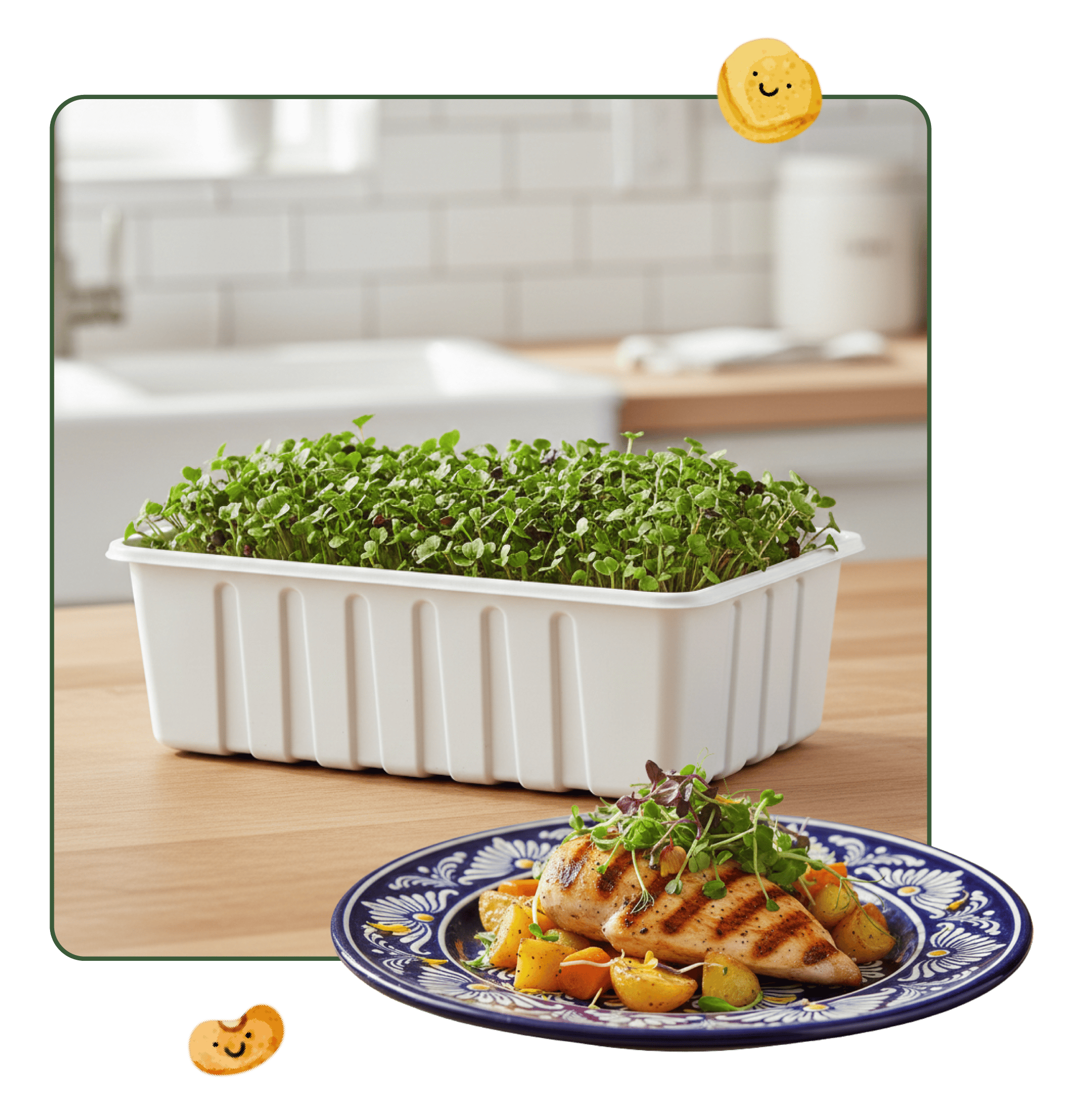 Fresh Gut Health Blend Sprouting Seeds, Organic & Non-GMO - 8 oz Bag microgreens